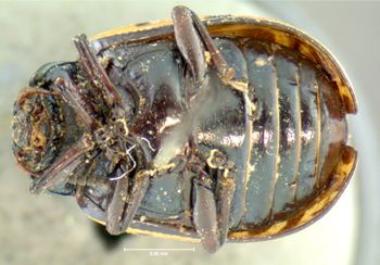 Media type: image;   Entomology 22199 Aspect: habitus ventral view